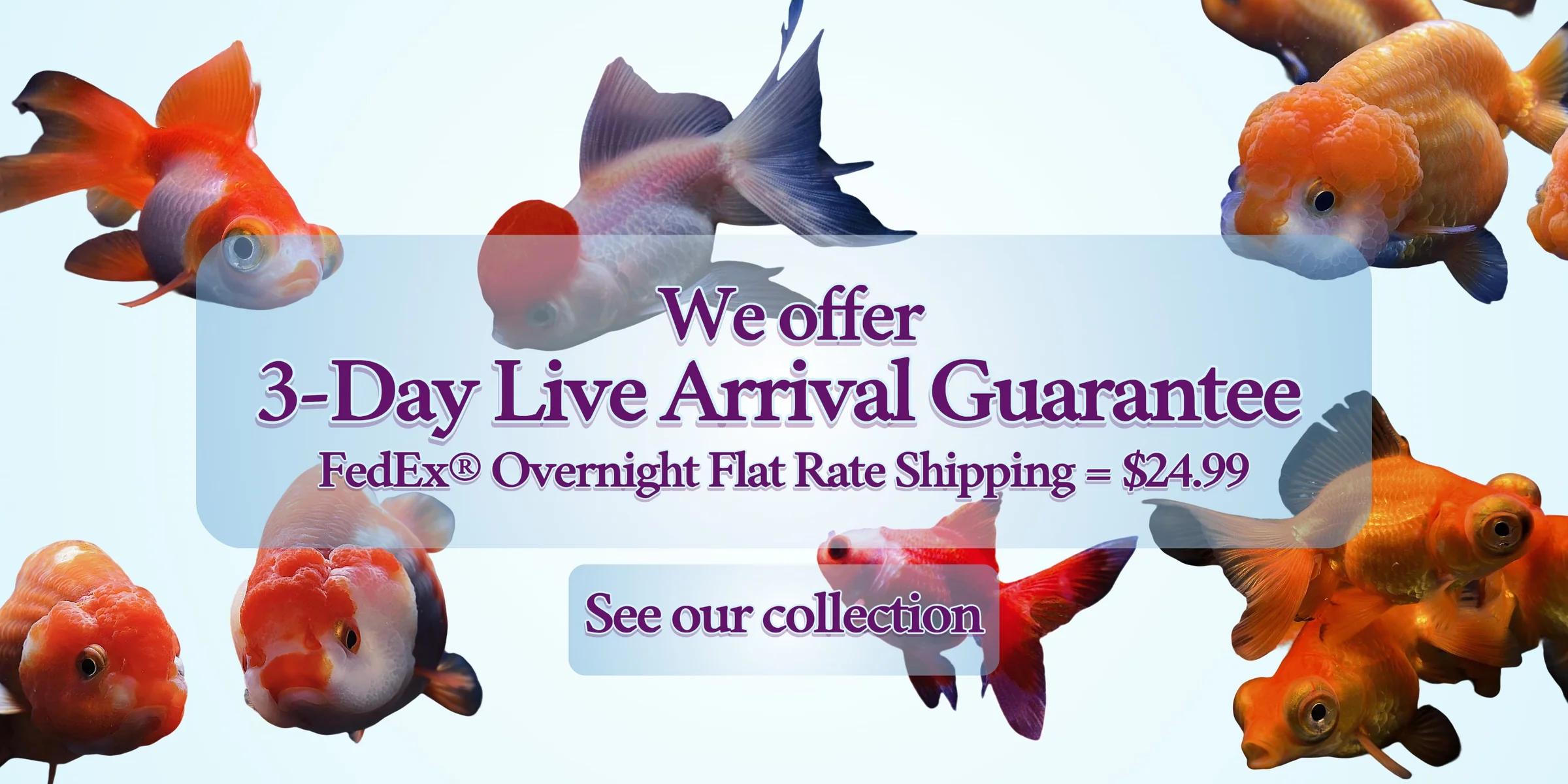 Vibrant Tropical Fish Delivered Fast